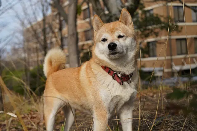 shiba inu