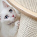 arbre a chat design
