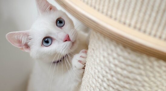 arbre a chat design