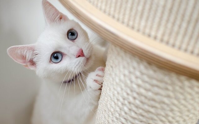 arbre a chat design