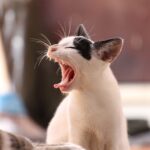 bruitage chaton