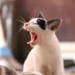 bruitage chaton