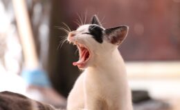 bruitage chaton