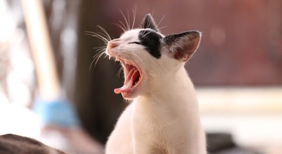 bruitage chaton