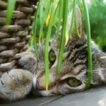 herbe a chat chaton