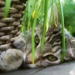 herbe a chat chaton