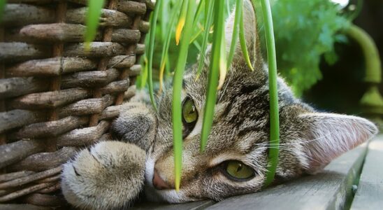 herbe a chat chaton