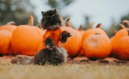 déguisement chat halloween