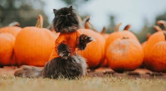 déguisement chat halloween