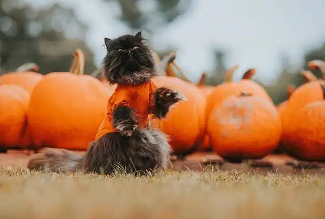 déguisement chat halloween