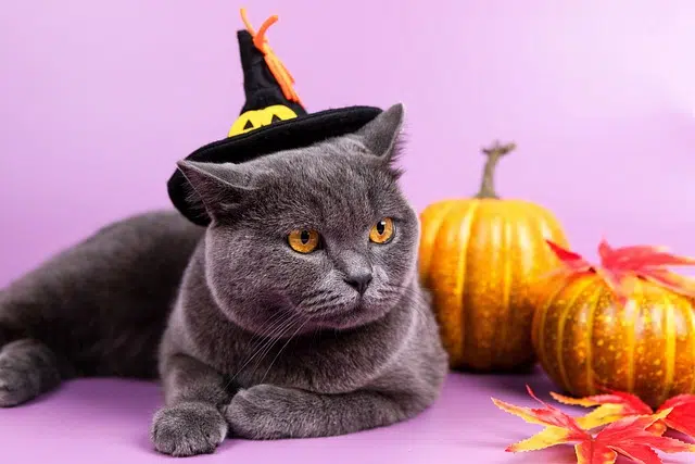 deguisement de chat pour halloween