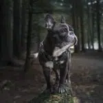 harnais chien