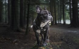 harnais chien