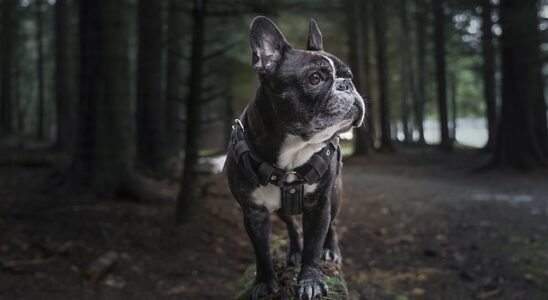 harnais chien