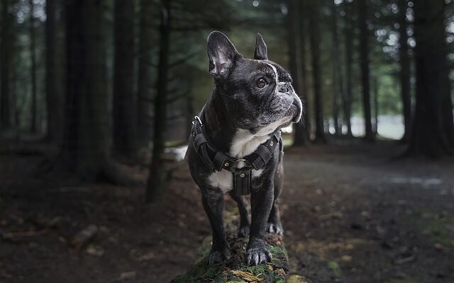 harnais chien