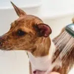 toilettage chien
