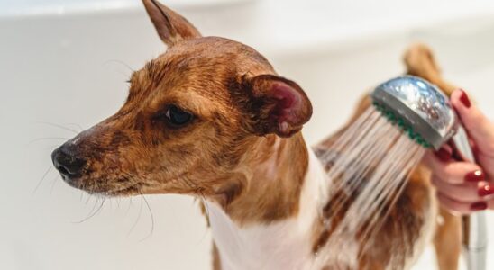 toilettage chien