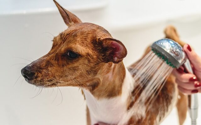 toilettage chien