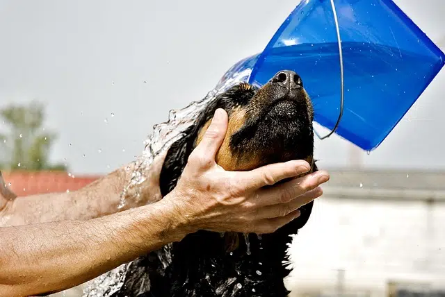 toilettage chien prix