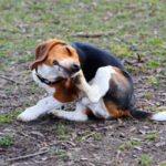 chien qui se gratte les oreilles