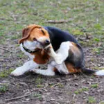 chien qui se gratte les oreilles