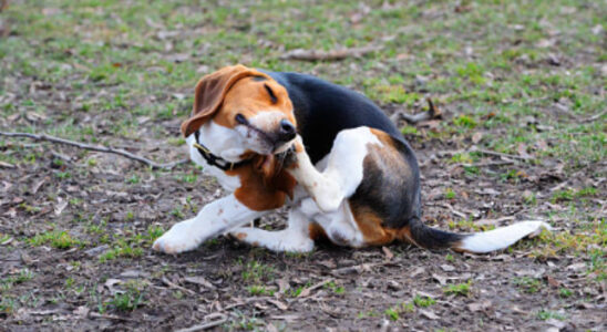 chien qui se gratte les oreilles