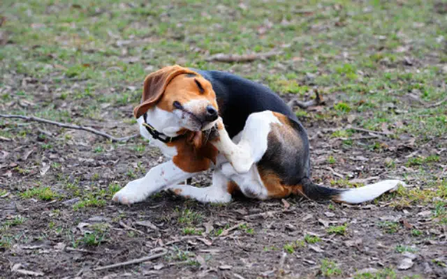 chien qui se gratte les oreilles