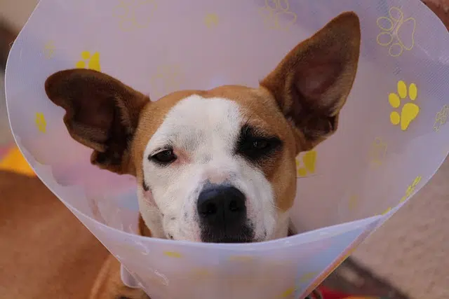 collerette pour chien