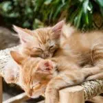 nombre de litiere pour 2 chats