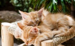 nombre de litiere pour 2 chats