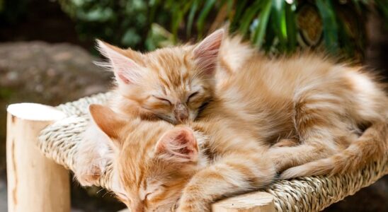 nombre de litiere pour 2 chats