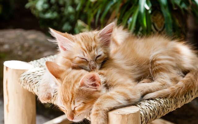 nombre de litiere pour 2 chats