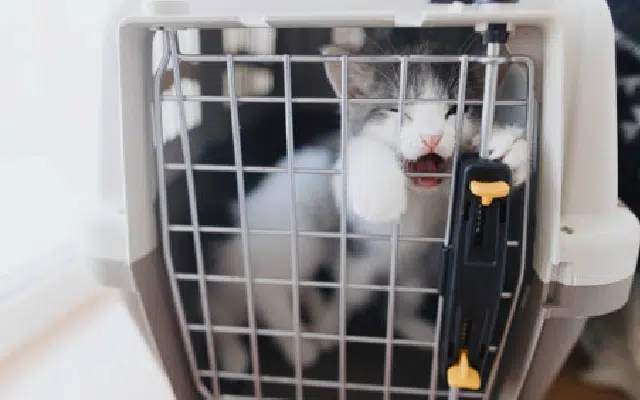 peur du chat en transport