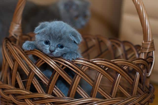 panier en osier de transport pour chat