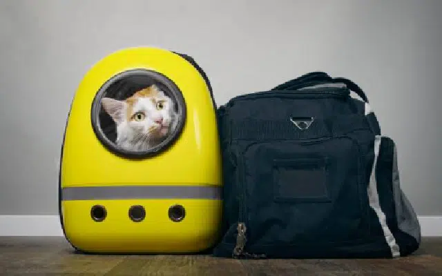 sac a dos de transport pour chat