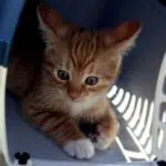 transport chaton
