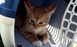 transport chaton