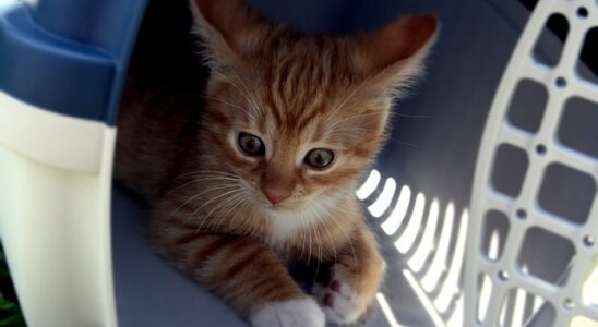 transport chaton