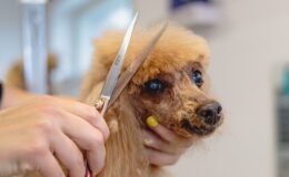 coupe des poils de chien