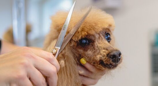 coupe des poils de chien