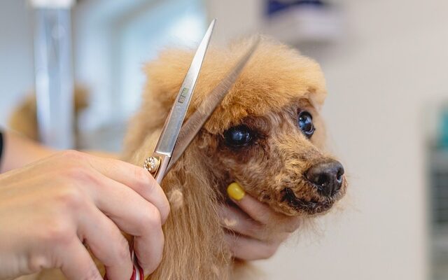 coupe des poils de chien