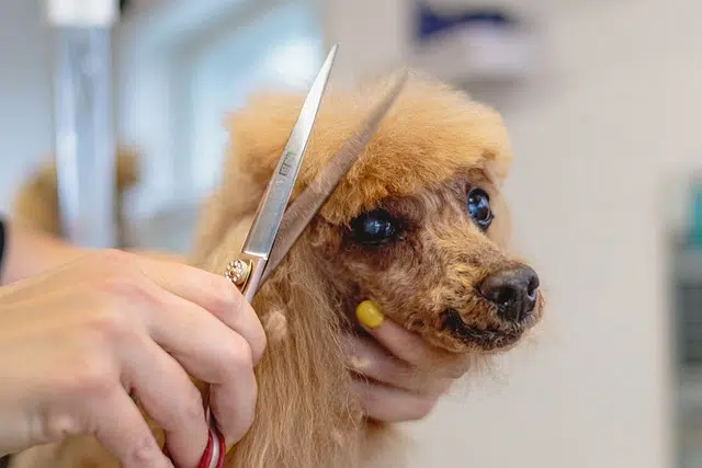 coupe des poils de chien