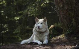 mutuelle chien loup