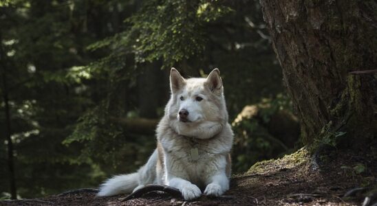 mutuelle chien loup