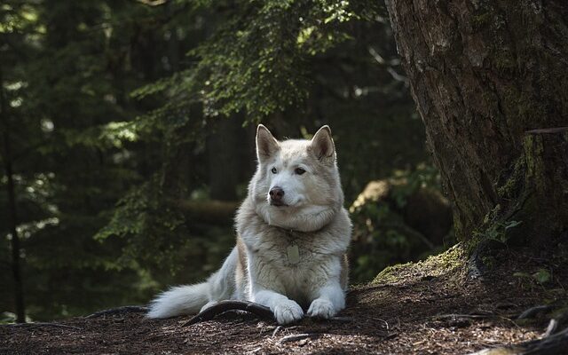 mutuelle chien loup