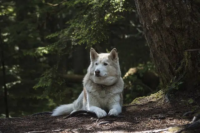 mutuelle chien loup