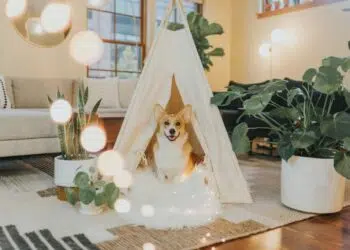 un chien dans un salon