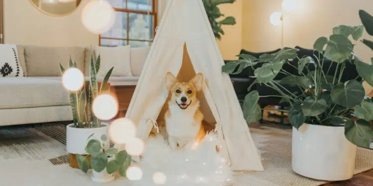 un chien dans un salon