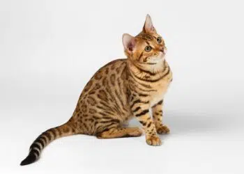 Chat bengal noir découvrez ce félin au look sauvage et sophistiqué