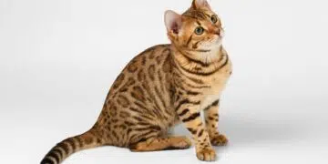 Chat bengal noir découvrez ce félin au look sauvage et sophistiqué